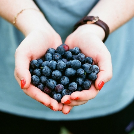 Blueberries in Cupped Hands
